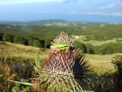 Pseudoprumna baldensis