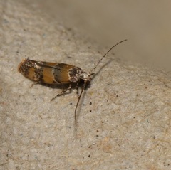Promalactis lobatifera