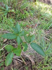 Erythrococca trichogyne