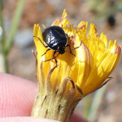 Sehirus cinctus albonotatus