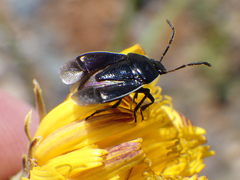 Sehirus cinctus albonotatus