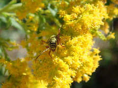 Megacyllene robiniae