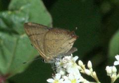 Heliophorus