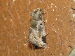 Plagiomimicus pityochromus