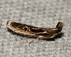 Pseudodavara haemaphoralis