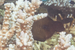 Amanses scopas