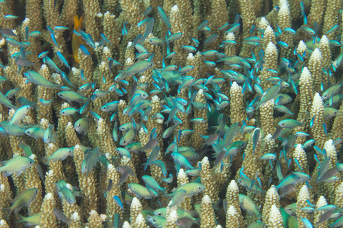 Blue-green Chromis