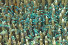 Blue-Green Chromis photo 2