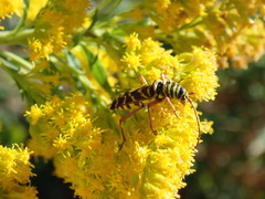 Megacyllene robiniae