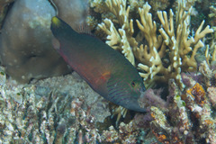 Oxycheilinus digramma