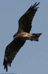 Milvus migrans