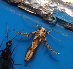 Stathmopoda stimulata