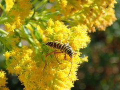 Megacyllene robiniae