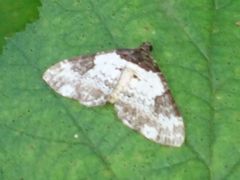 Melanthia procellata