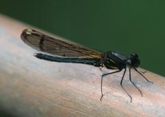 Aristocypha trifasciata