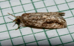 Proteoteras crescentana