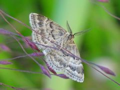 Emmiltis pygmaearia