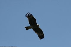Milvus migrans