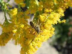 Megacyllene robiniae