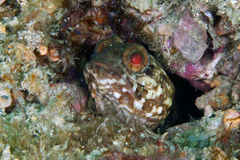 Dusky Jawfish photo 3
