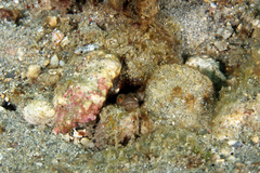 Dusky Jawfish photo 4