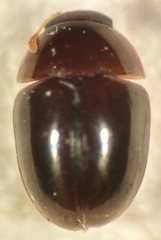 Acylomus