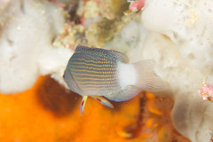 Sabah Dottyback photo 2