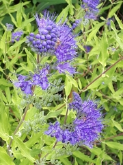 Caryopteris × clandonensis