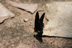 Heraclides rogeri pharnaces