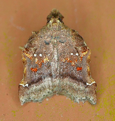 Clydonopteron sacculana