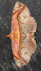 Eugnathia pulcherrima
