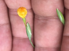 Sisyrinchium angustissimum