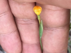 Sisyrinchium angustissimum
