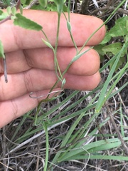 Sisyrinchium angustissimum