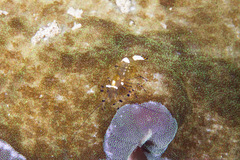 Ancylocaris brevicarpalis