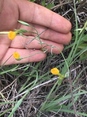 Sisyrinchium angustissimum