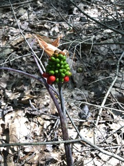 Arisaema dracontium
