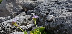 Ageratum maritimum