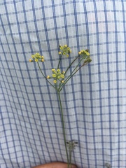 Donnellsmithia juncea