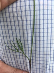 Donnellsmithia juncea
