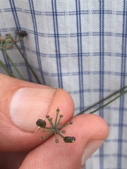 Donnellsmithia juncea