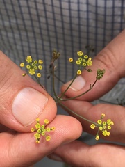 Donnellsmithia juncea