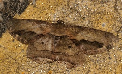 Chorodna strixaria
