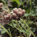 Antennaria rosea rosea - Photo (c) Susan, some rights reserved (CC BY-NC), uploaded by Susan