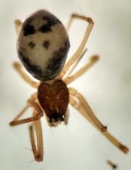 Agyneta micaria