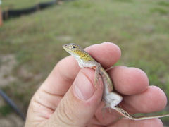 Holbrookia propinqua