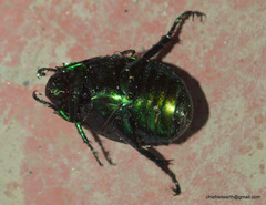 Anomala dimidiata barbata