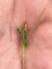 Carex peucophila