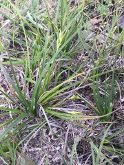 Carex peucophila