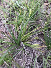 Carex peucophila